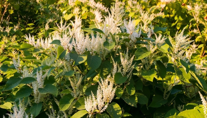 Горец сахалинский