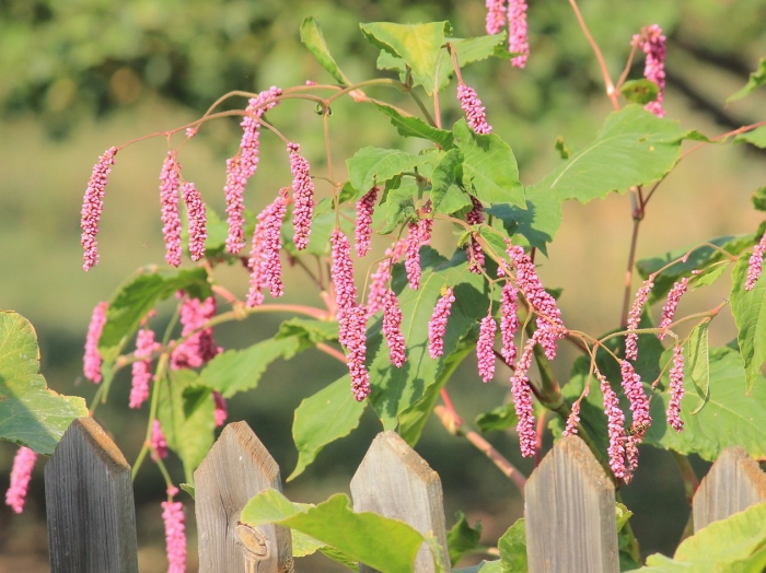 Цветок горец восточный