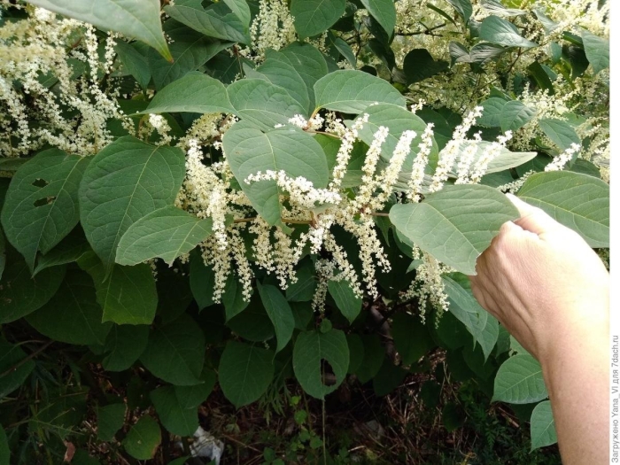 Горец японский (рейнутрия)