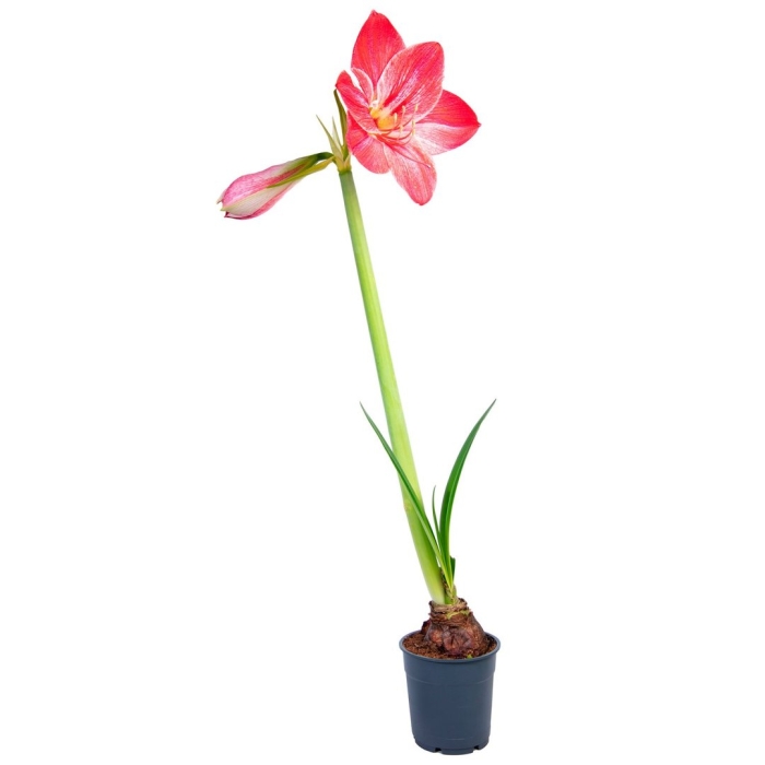 Гиппеаструм цветок