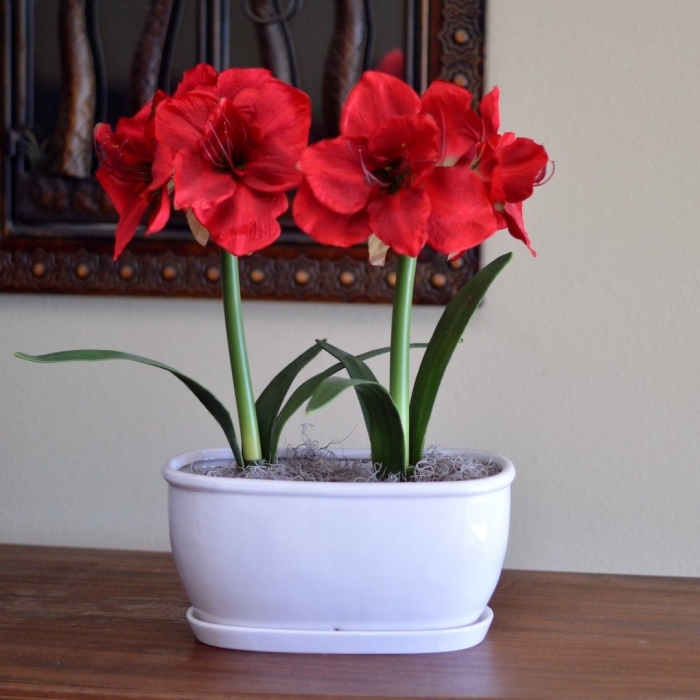 Гиппеаструм феррари