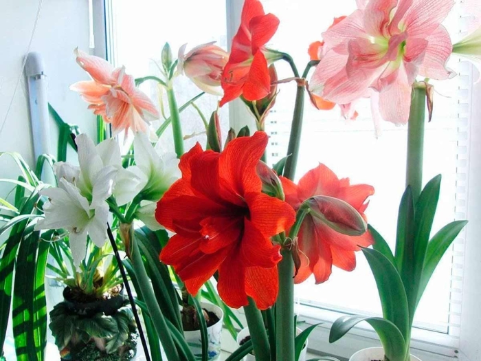 Гиппеаструм регина королевский