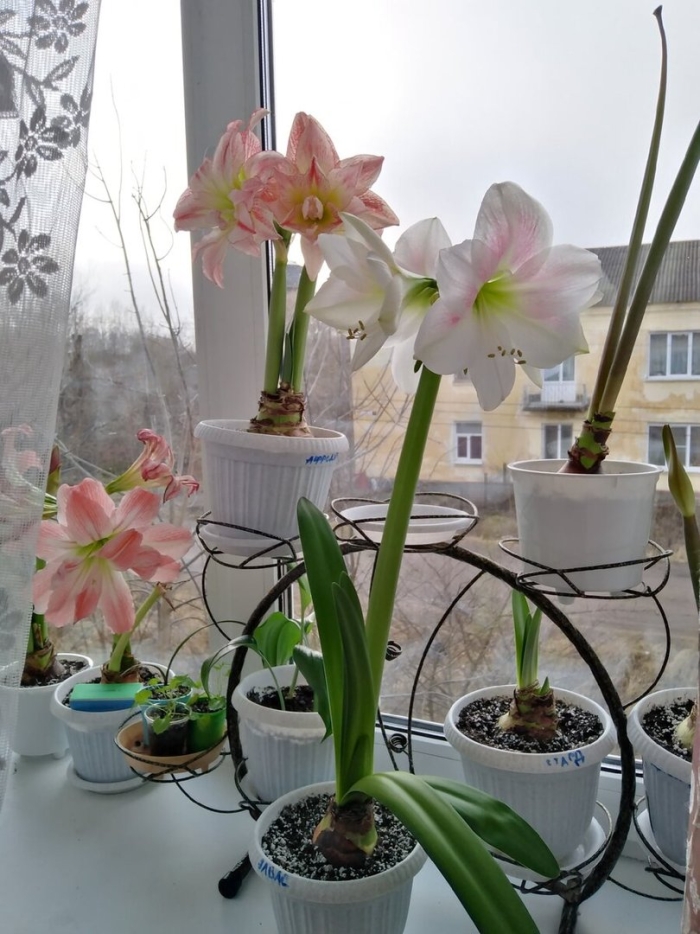 Гиппеаструм rosy star