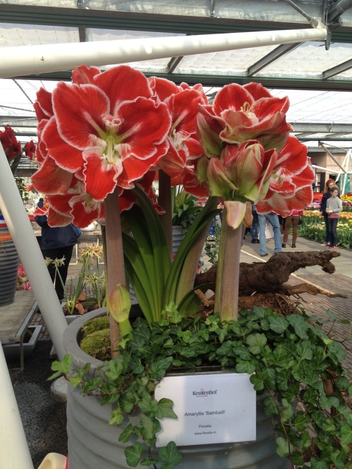 Амариллис самба