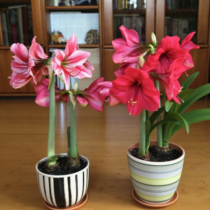 Цветок гиппеаструм