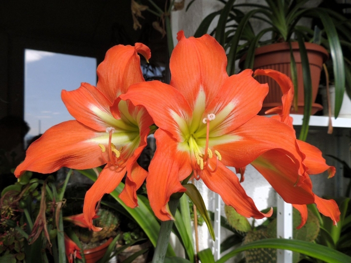 Гиппеаструм striatum