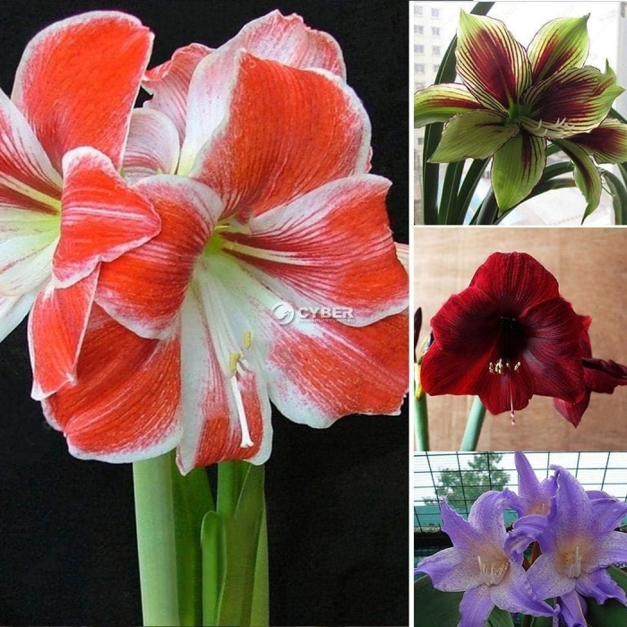 Гиппеаструм exotic striped