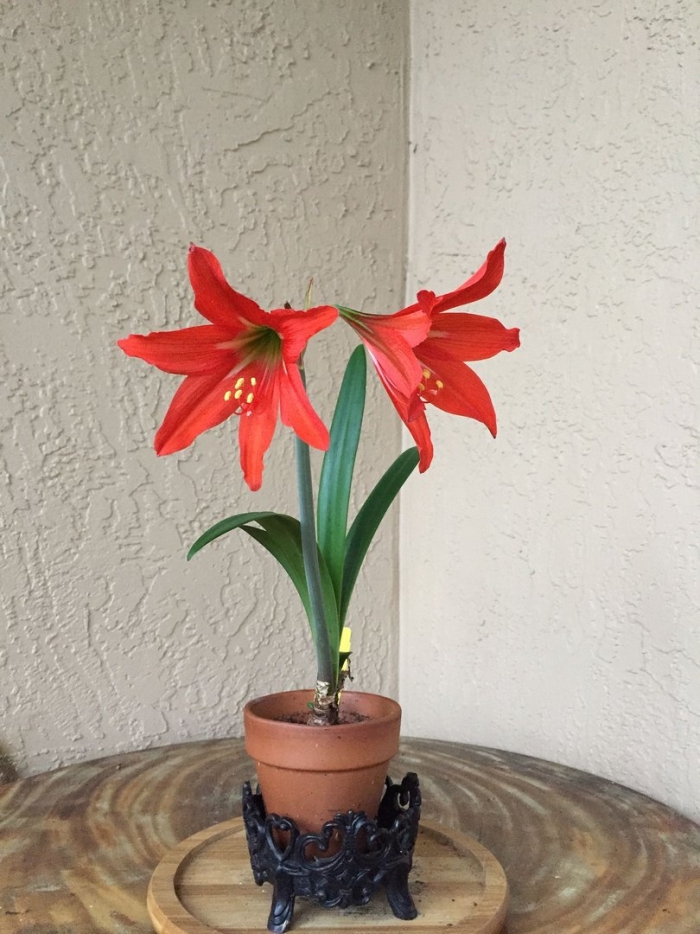 Гиппеаструм reginae