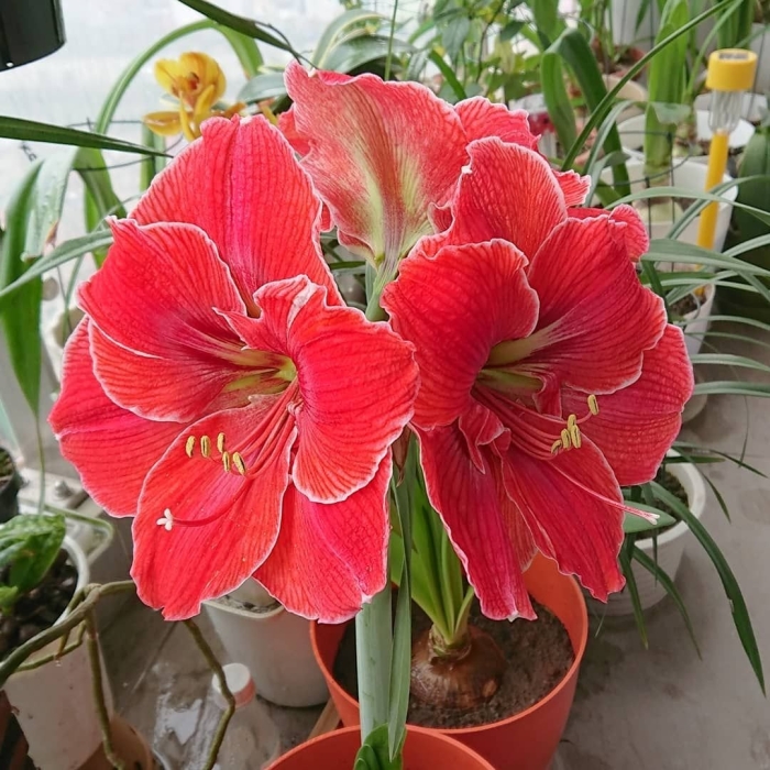 Гиппеаструм magical touch