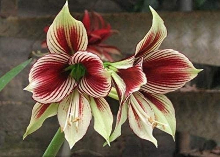 Гиппеаструм папилио