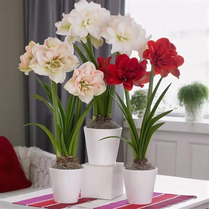 Амариллис и гиппеаструм отличия