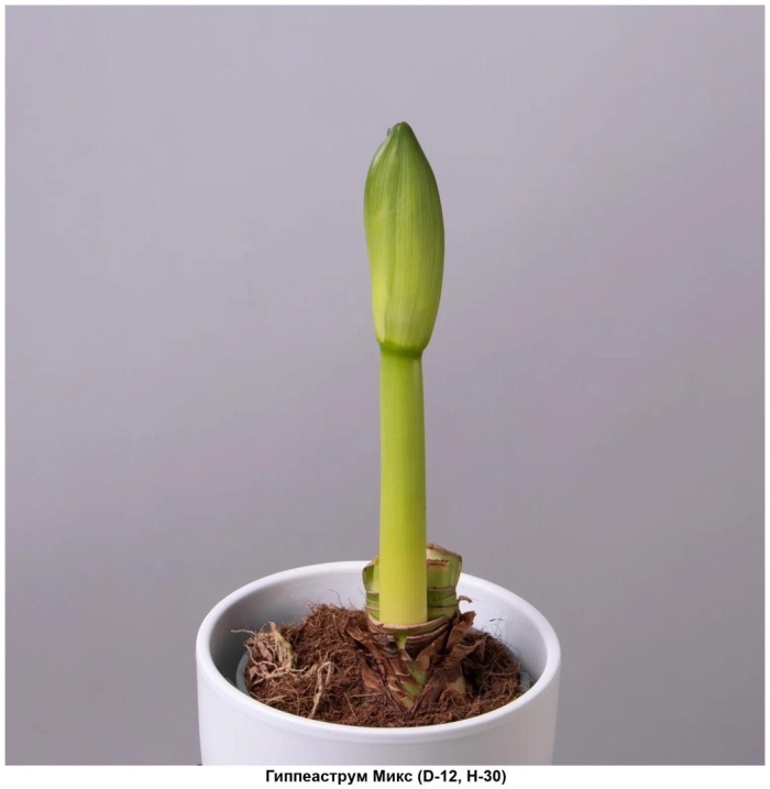 Гиппеаструм рилона