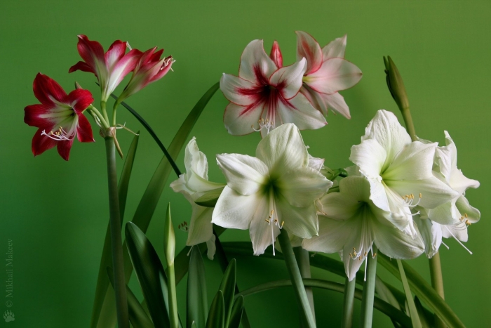 Гиппеаструм темптейшн