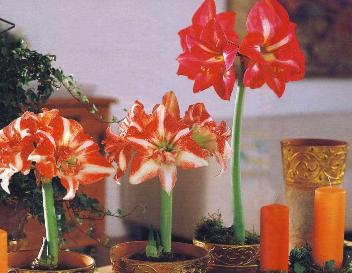 Гиппеаструм амариллис оранжевый