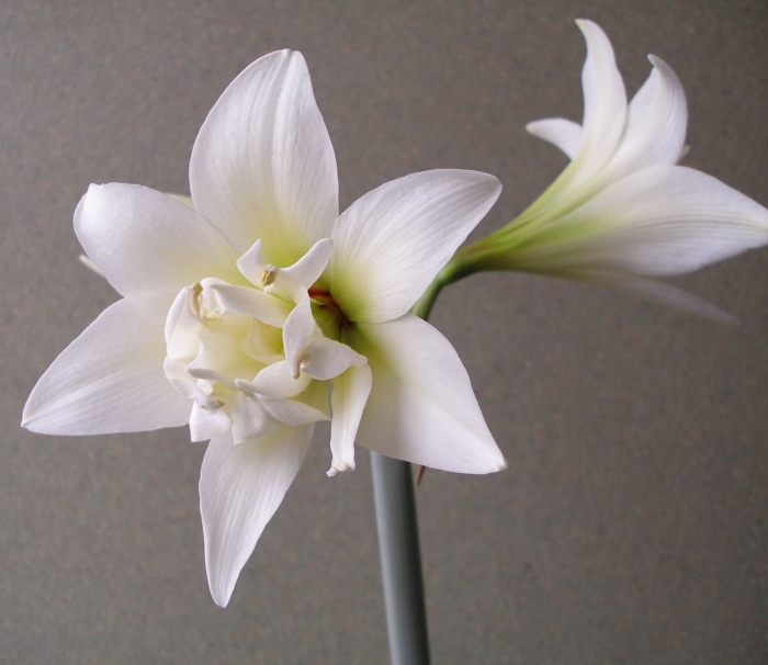 Гиппеаструм амариллис белый