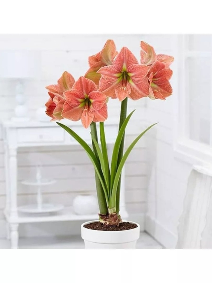 Амариллис (гиппеаструм) махровый афродита
