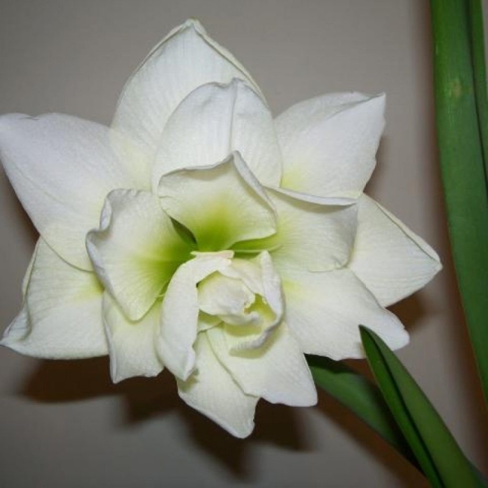 Гиппеаструм альфреско