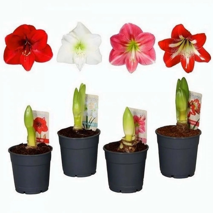 Гиппеаструм mix