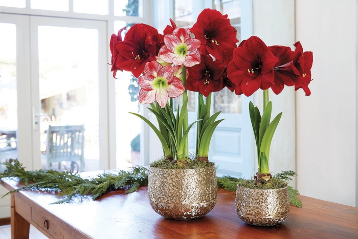 Амариллис цветок