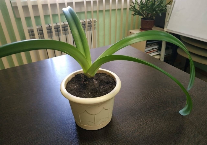 Гиппеаструм цветонос