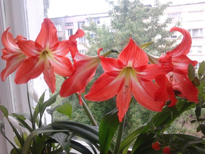 Гиппеаструм на подоконнике