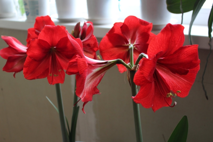 Гиппеаструм красный