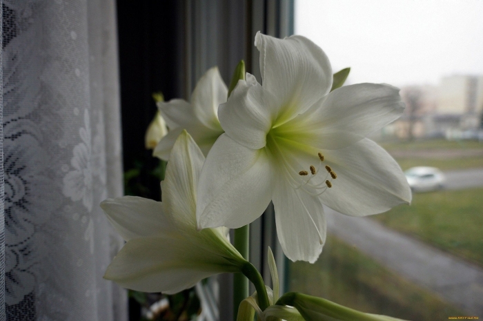 Гиппеаструм арктик вайт