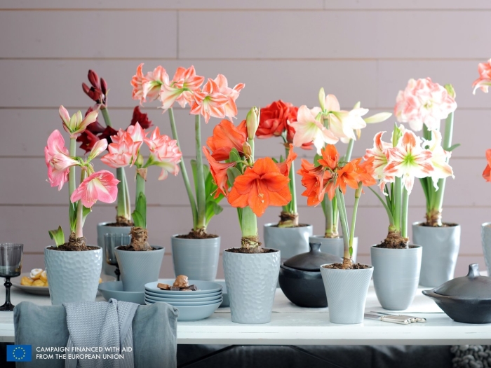 Амариллис в горшке