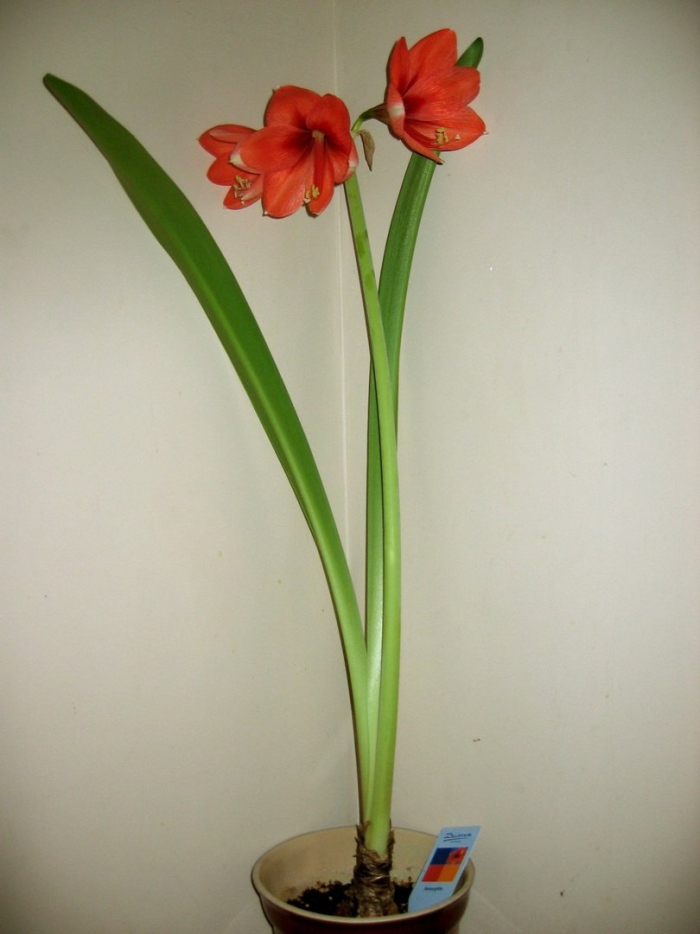 Луковичный цветок гиппеаструм королевский