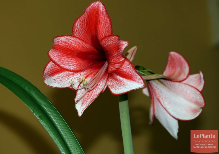 Гиппеаструм сонатини
