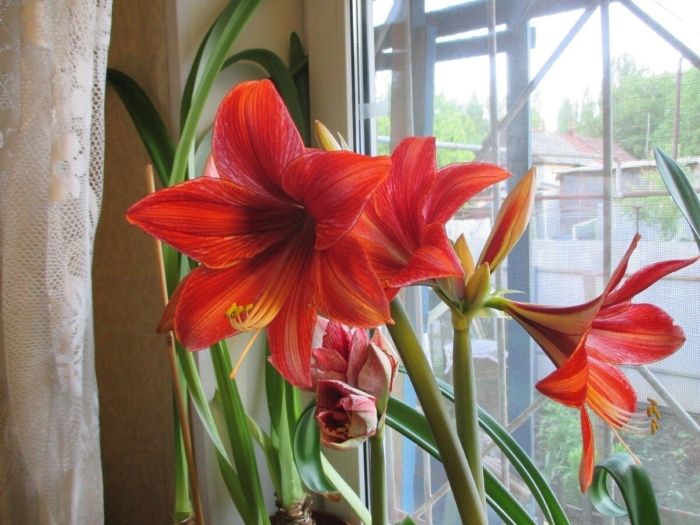 Гиппеаструм комнатное растение