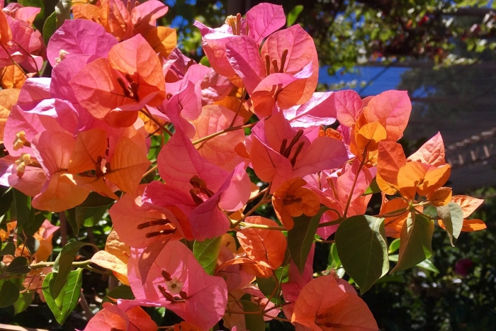 Бугенвиллия tropical bouquet