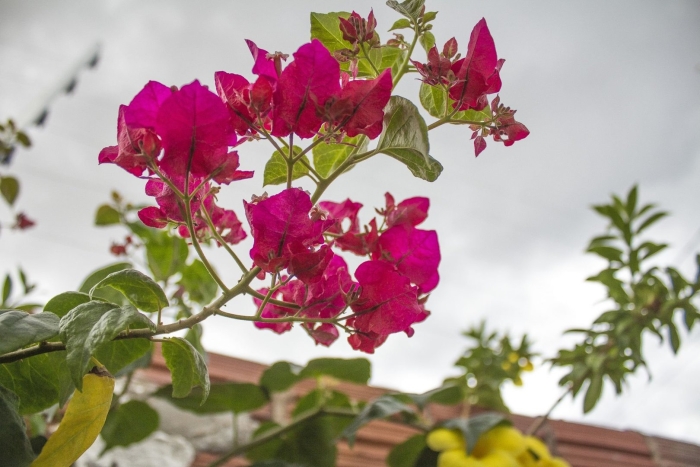 Бугенвиллия vera pink