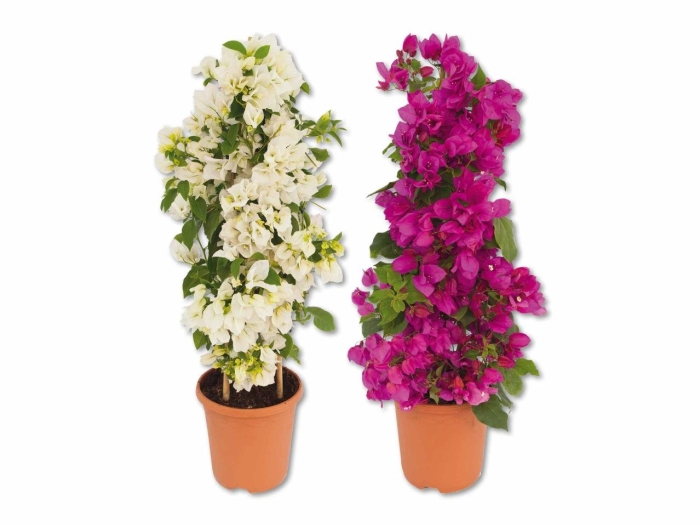 Бугенвиллея сандериана