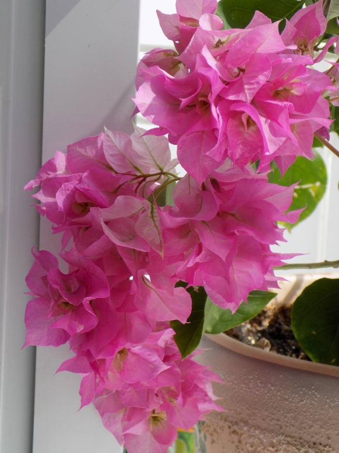 Бугенвиллия цветок комнатный