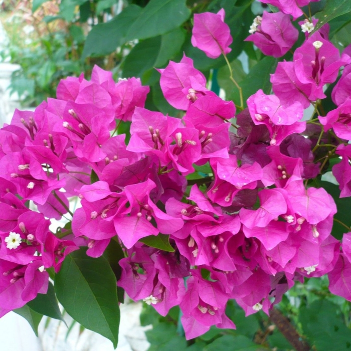 Бугенвиллия spectabilis