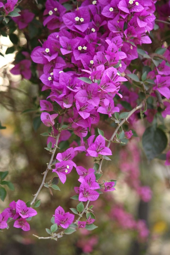 Комнатный цветок бугенвиллия