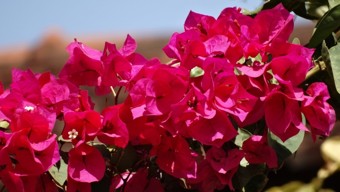 Бугенвиллия тайгер рэд