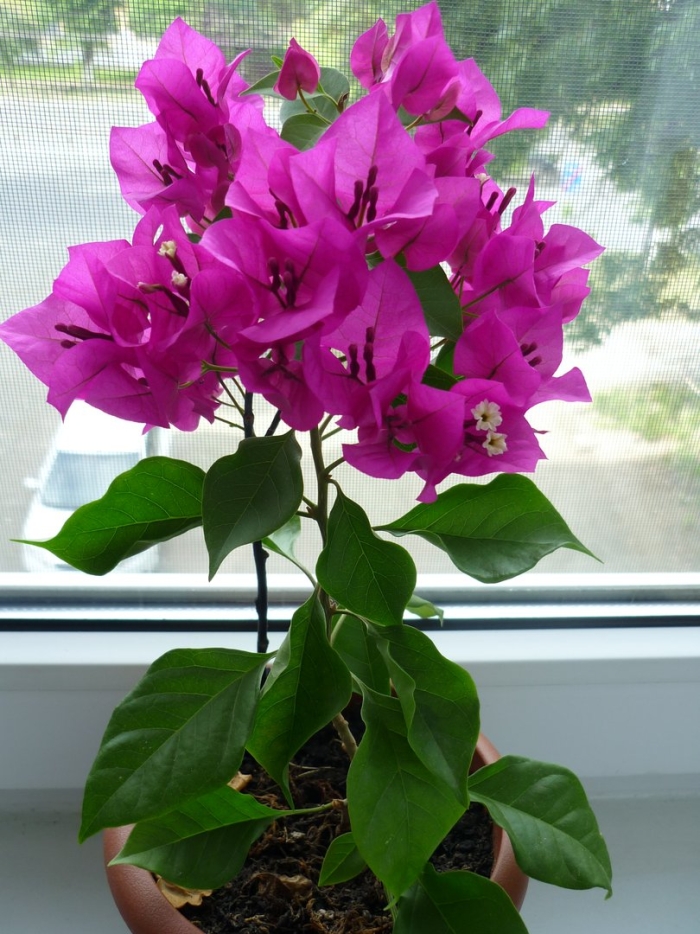 Бугенвиллия вера дип перпл