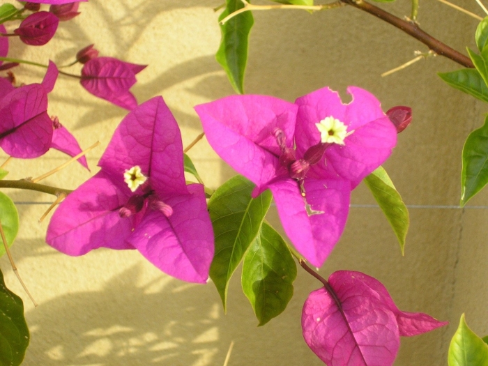 Лиана бугенвиллия