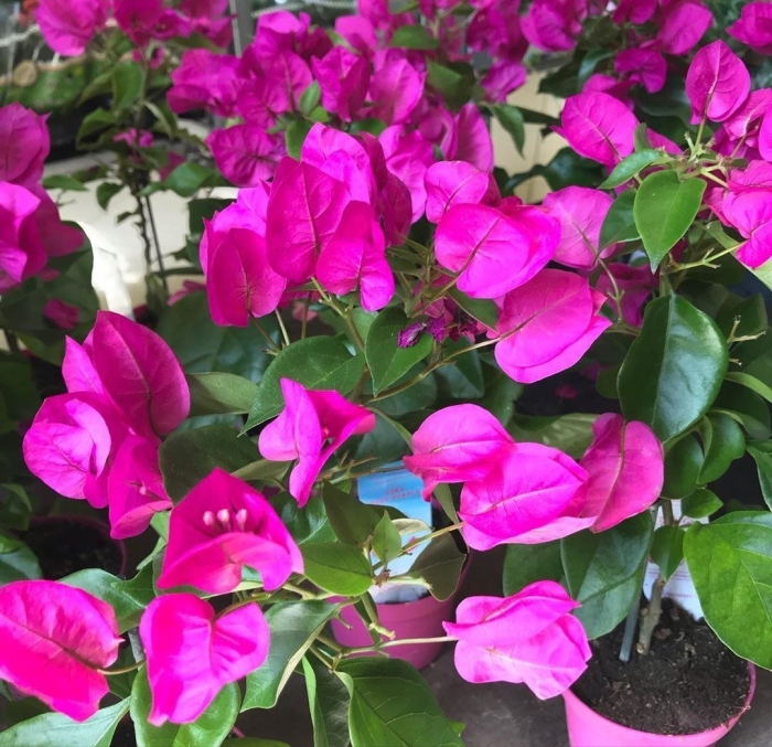 Бугенвиллия перуанская