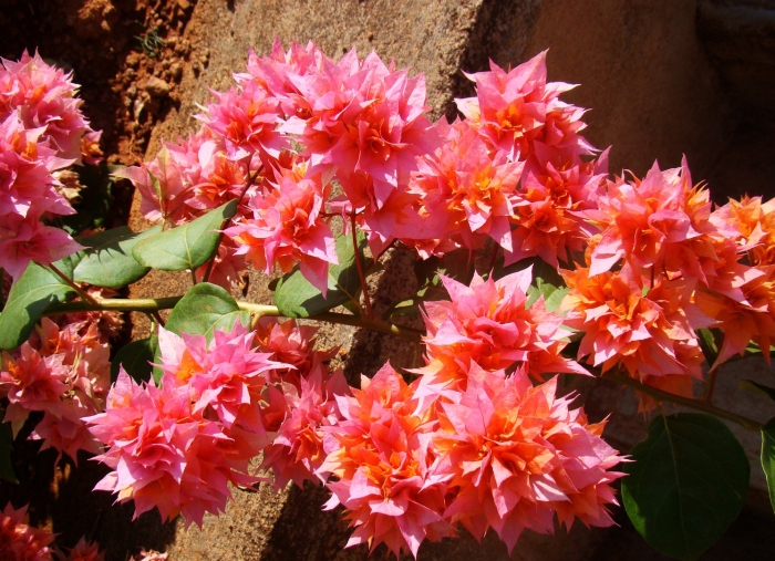 Бугенвиллия double salmon