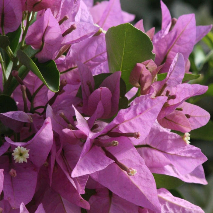 Бугенвиллия singapore pink