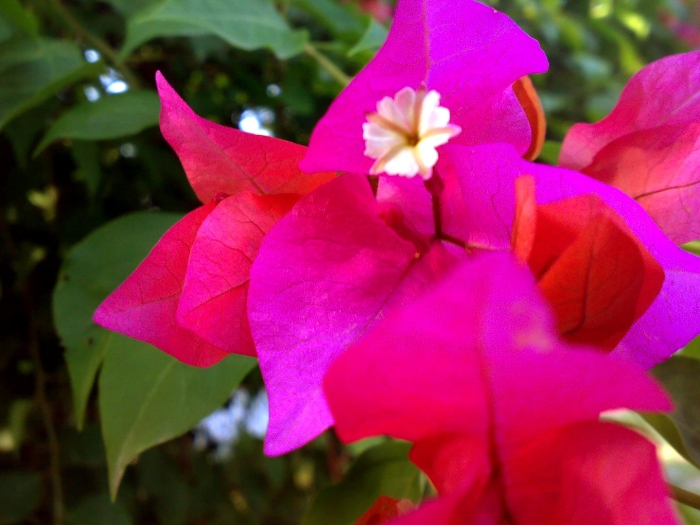 Цветущая лиана бугенвиллия