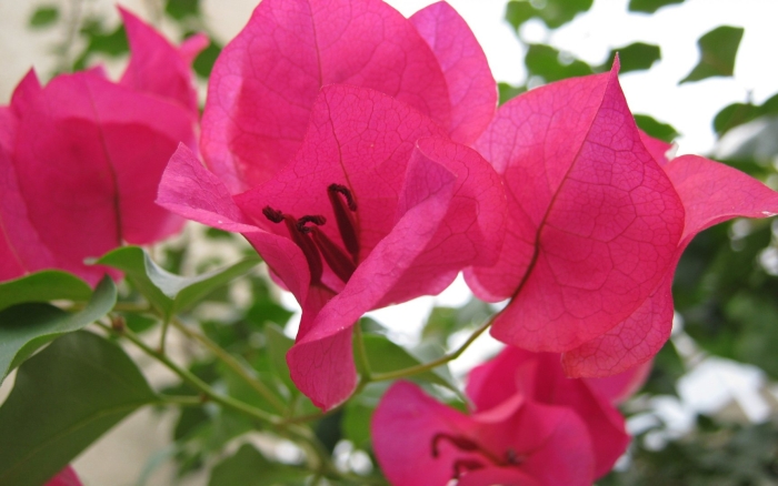 Бугенвиллия barbara karst