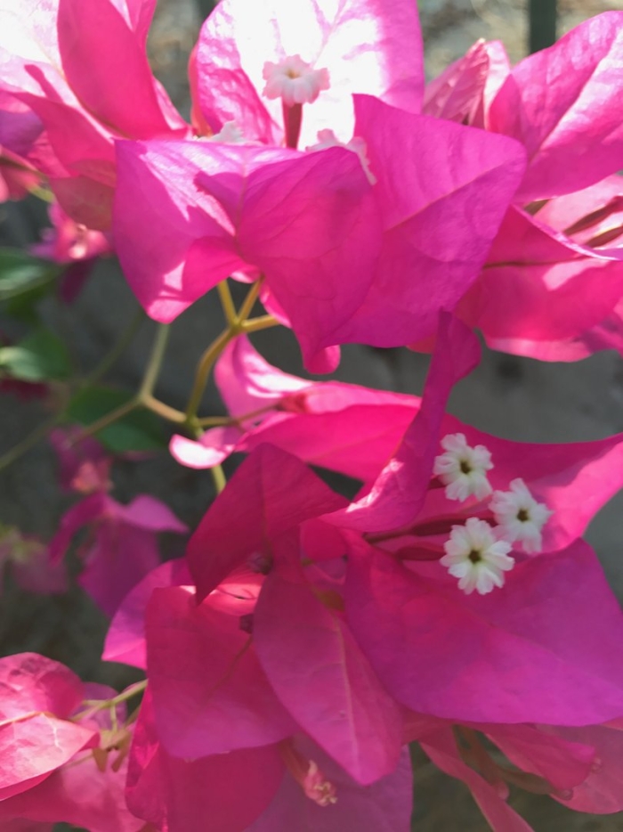 Бугенвиллия красная