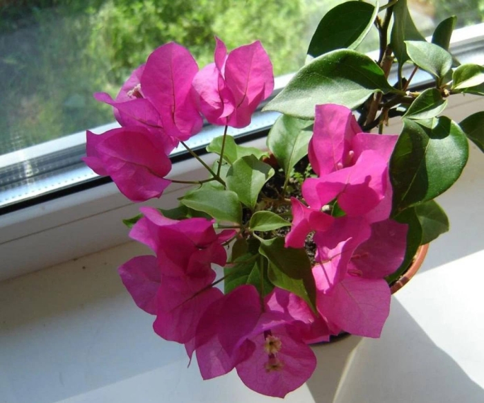 Бугенвиллия австралиан пинк