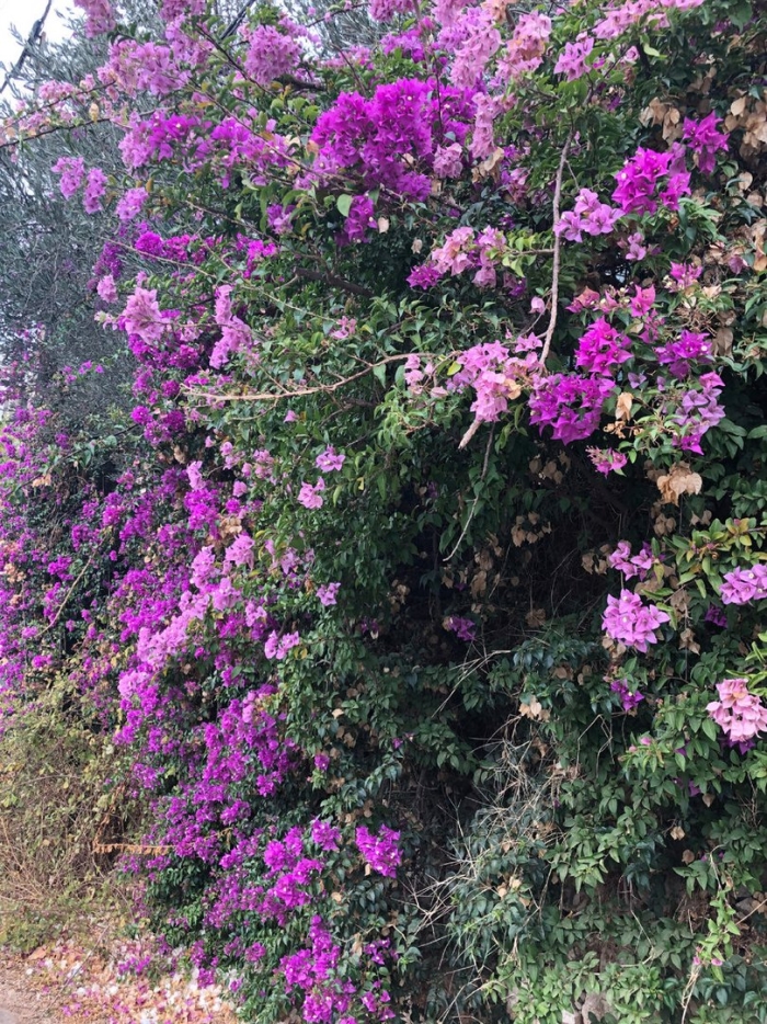 Цветок лиана бугенвиллия