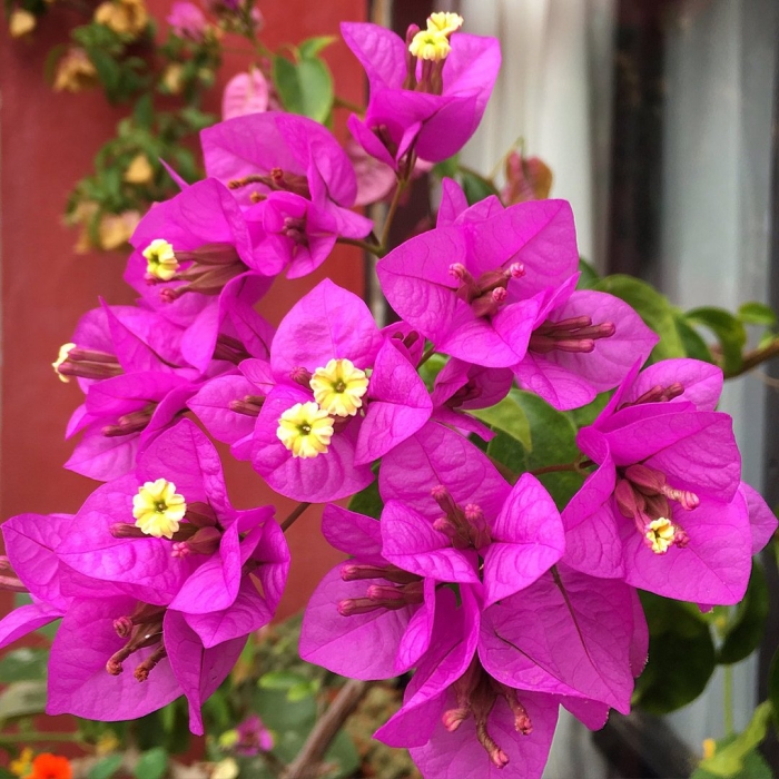 Бугенвиллия глабра