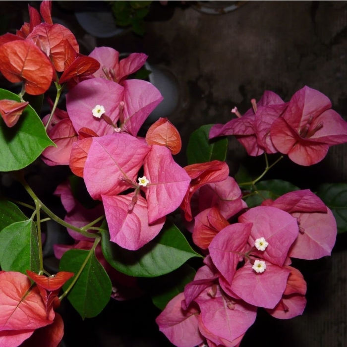 Бугенвиллия chitra